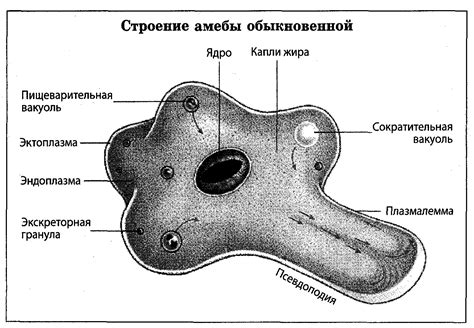 Интеракции эпителиально-мускульных клеток с окружающими клетками организма гидры