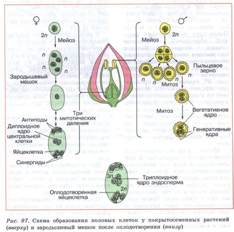 Интересные аспекты изучения биологического пола человека