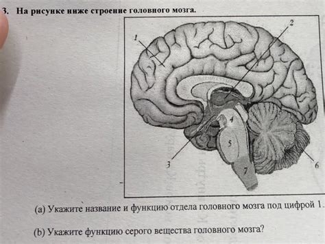 Интересные аспекты процесса Cбрасывания Жидкости из Головного Отдела Мозга