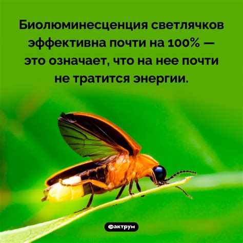 Интересные особенности свечения светлячков в тайном лесном мире