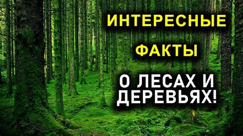 Интересные факты о сказочных деревьях, поражающих своей красотой и изобилием плодов