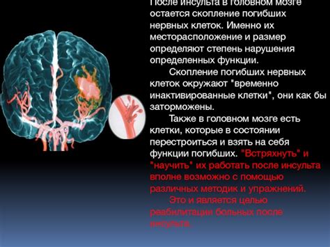 Интероцепция: ощущение внутреннего состояния и месторасположение нервных клеток