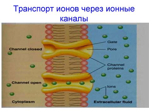 Ионные каналы: процесс проникновения ионов через плаcтикулу