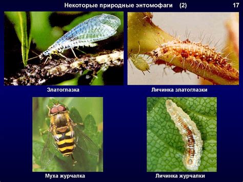 Использование барьерных препятствий для защиты растений от нежелательных гостей