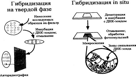 Использование любани в гастрономии и медицине