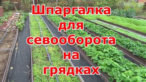 Использование сочетания растений в селе и грядках