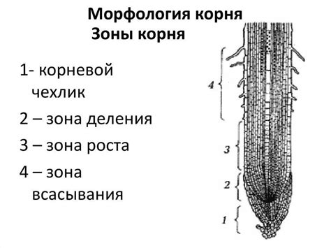 Исследование разнообразных почвенных типов для оптимального роста заискряющегося корня