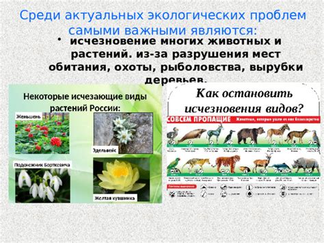 Исследование экологических проблем, связанных с сохранением мест обитания редкого вида животных