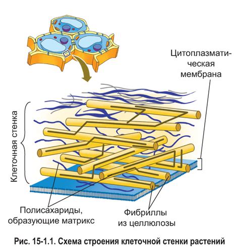 Исследования клеточной стенки: новые горизонты в понимании жизни растений и микроорганизмов