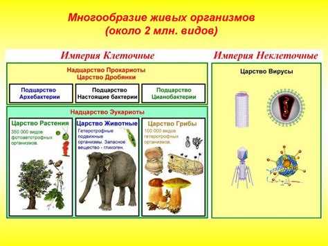 Исследуемые группы параразитических организмов и их воздействие на организм человека