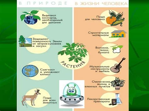 История и значение духовных растений в Башкирии