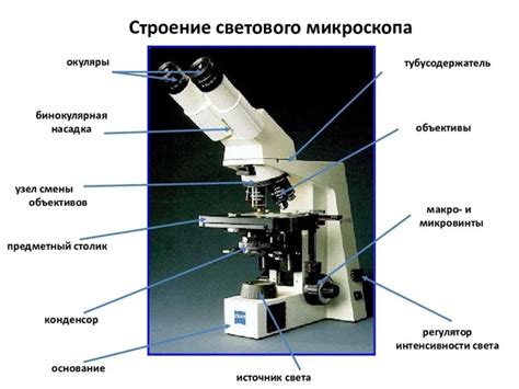 История прогресса в наблюдении структуры хромосом при помощи светового микроскопа