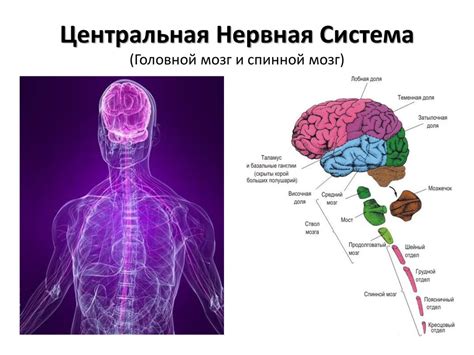 Источники неравномерности кровообращения в центральной нервной системе