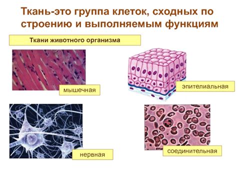 Источники покровной ткани у различных видов животных