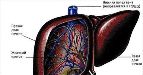 Какая роль играет левая доля печени?