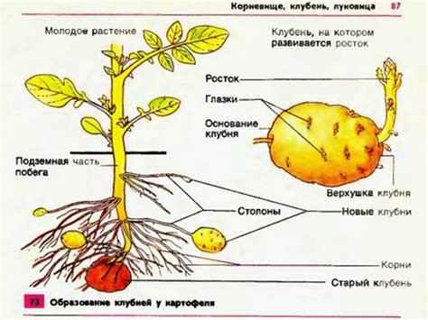 Какая часть картошки является полезной для ребенка?