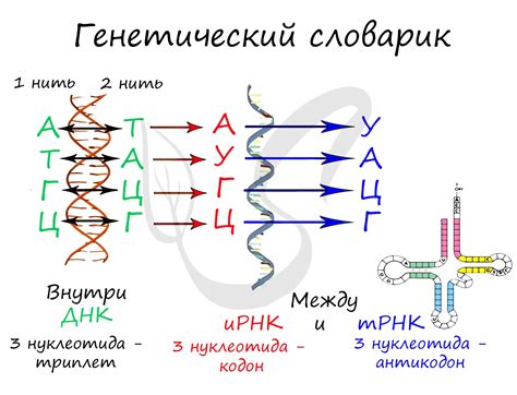 Какие возможности дает ИРНК?