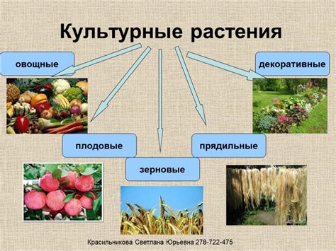 Какие культуры выращивают аграрные предприятия в осенний период?