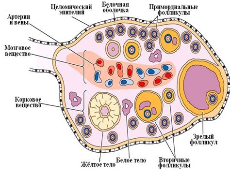 Какие признаки сопутствуют образованию графанулы в яичнике в период климакса?