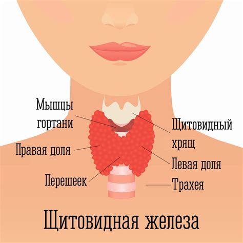 Как влияет щитовидная железа на процесс снижения веса