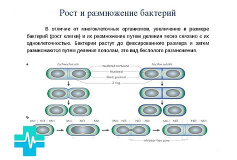 Как возникает передача бактерий воздушно-капельным способом?