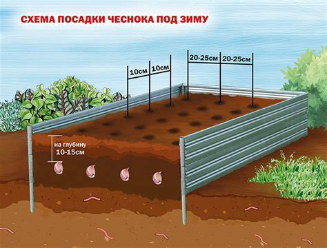 Как выбрать оптимальное место для посадки чеснока