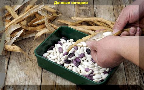 Как выбрать свежую фасоль: основные подсказки для наслаждения вкусом и ароматом