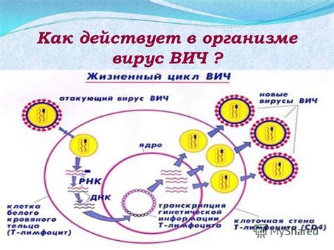 Как действует в организме