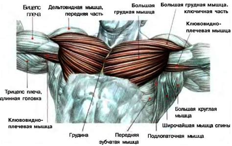 Как мышцы в области грудной клетки способствуют контролю над дыхательным процессом