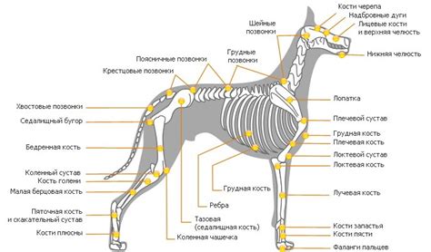 Как найти лимфоузлы в области подчелюстной части у собаки