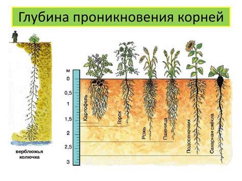 Как обеспечить укропу оптимальный режим полива