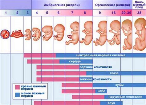 Как определить месяц, с которого начинаются вычеты при рождении ребенка?