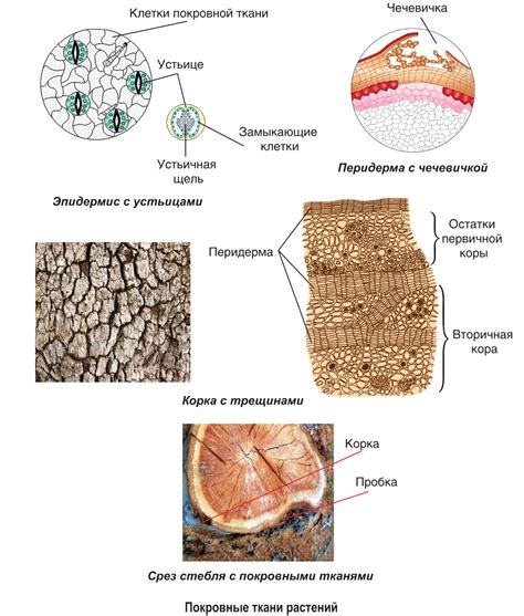 Как определить проводящую ткань в организмах растений