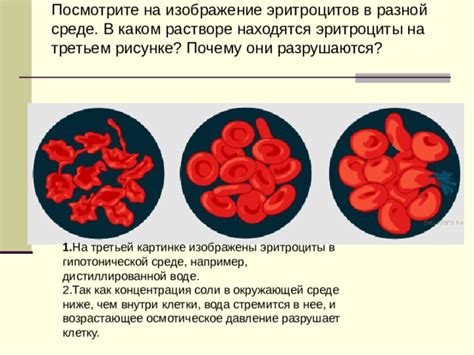 Как повышенная гетерогенность эритроцитов влияет на организм