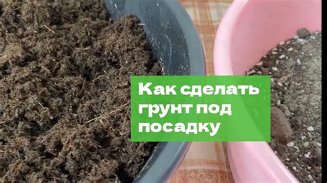 Как приготовить грунт для лучшего посадки растения из семейства агриковых