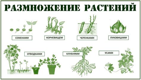 Как провести тримминг растения поэтапно