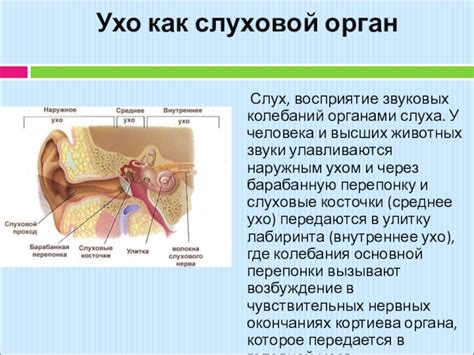 Как работает уникальный орган, отвечающий за восприятие звуковых колебаний