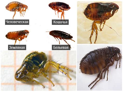 Как распознать наличие нападения блох и обнаружить симптомы, сопутствующие данной проблеме?
