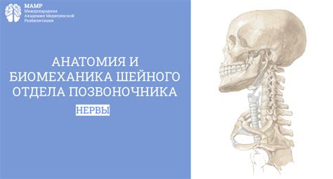 Как точно определить местоположение позвонка между шейным отделом позвоночника C5 и C6