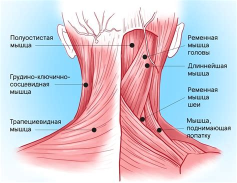 Как тренировать мышцы шеи у ребенка