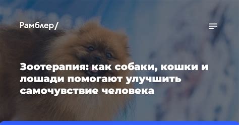 Как улучшить самочувствие собаки при приступах боли в животе: эффективные приемы помощи