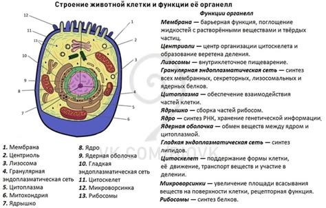 Калий: неотъемлемый ион внутри клеточных структур