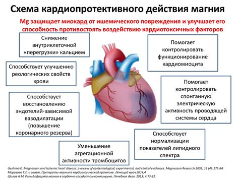 Кардиопротективные свойства гипохолестеринемии