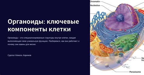 Кинетохоры: ключевые компоненты структуры веретена митотики