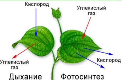 Кислород и углекислый газ: противостояние растений ночью