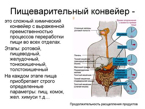 Кишечник: основное место поглощения необходимых пищевых компонентов