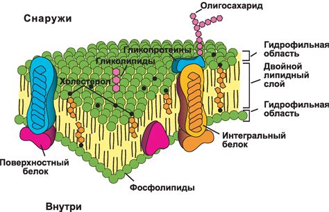 Клеточная мембрана: граница между внутренней и внешней средой