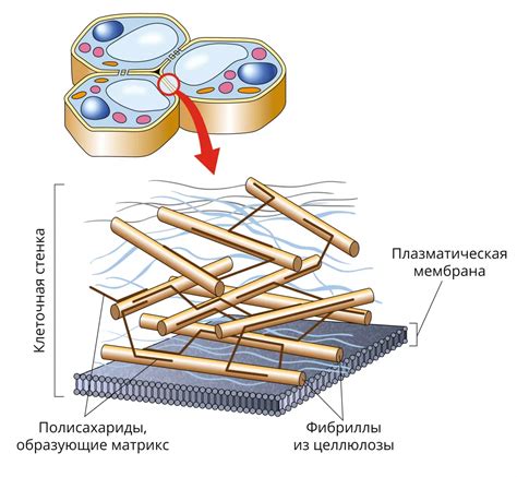 Клеточная стенка - значимый компонент структурных особенностей дрожжей