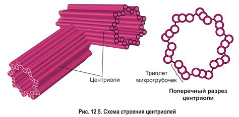 Клеточный центр: непрерывный координатор активности всех органелл