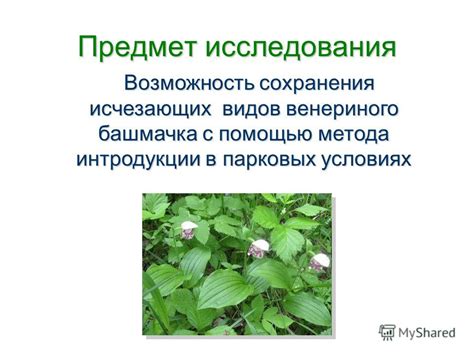 Климатические требования венериного башмачка и их воздействие на ареал распространения